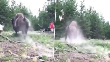 Bison Attack Video: Bison Suddenly Charges at People, Flings Kid Into Air; Terrifying Footage Goes Viral