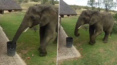 Elephant Cleans Litter Spread by Humans at a Safari Outpost, Video Goes Viral