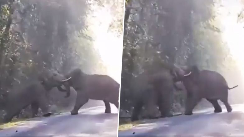 Elephant Fight Video: Two Giant Elephants Clash With Each Other, IFS Officer Says 'When Titans Clash, Forest Shivers' (Watch Video)