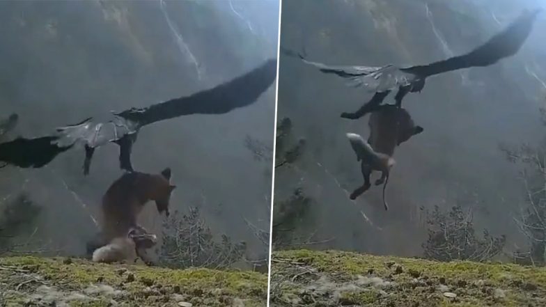 Golden Eagle Flies Away With Dead Fox in Its Talons, Old Video From Norway Goes Viral Again