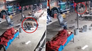 Leopard Attack Caught on CCTV Camera: Big Cat Sneaks Into Residential Area, Attacks and Takes Away Sleeping Dog in Pune (Watch Video)