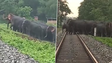 Elephant Deaths on Railway Tracks: Assam Forest Department Comes Up With Effective Way to Help Elephants Cross Tracks (Watch Video)