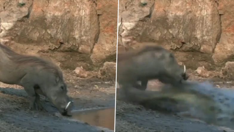 Warthog Narrowly Escapes Crocodile Attack While Trying To Drink Water, Video Goes Viral