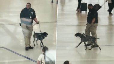 US: TSA Dog Handler Removed After Video of Him Pulling, Dragging K-9 at Detroit Metro Airport Goes Viral