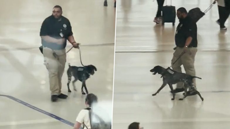 US: TSA Dog Handler Removed After Video of Him Pulling, Dragging K-9 at Detroit Metro Airport Goes Viral