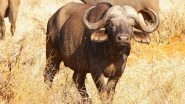 Buffalo Attack in Kerala: Two Die After Being Attacked By Wild Animal in Kottayam District