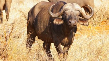 Buffalo Attack in Kerala: Two Die After Being Attacked By Wild Animal in Kottayam District