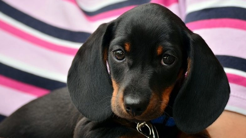 Nearly Half of Dog Owners Are Hesitant to Vaccinate Their Pets, Reveals Research