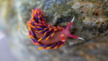 Rainbow Sea Slug Found in UK: Woman Discovers Extremely Rare Creature in Falmouth Rock Pool, Pics Go Viral