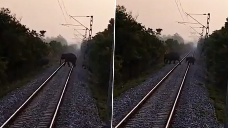 Elephants Cross Railway Tracks Without Any Trouble As Indian Railways and Forest Department Coordinate To Ensure Smooth Movement of Jumbos (Watch Video)