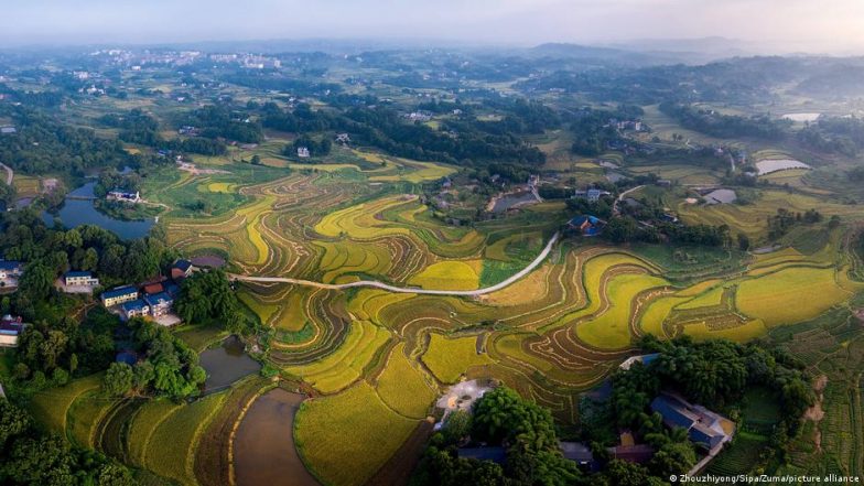 GM Food: The Best Way for Sustainable Food Production?