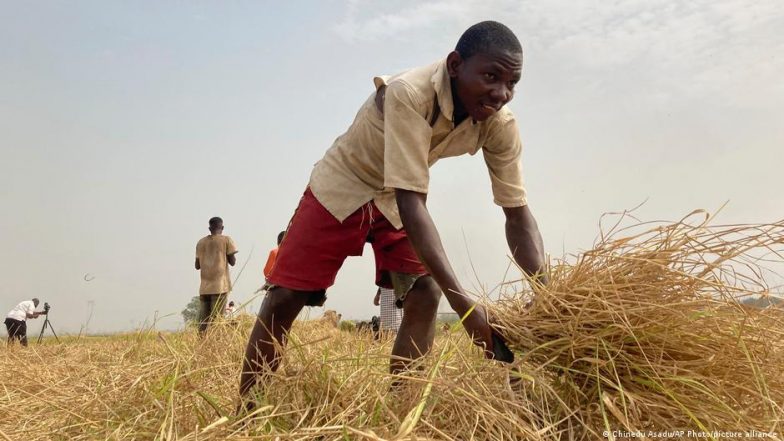 Nigeria: Severe Food Crisis Looms | ðŸŒŽ LatestLY - Vimarsana News