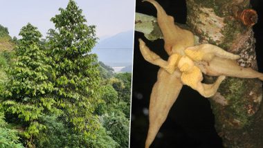 New Tree Species FOUND in India! Meiogyne Arunachalensis Discovered in Arunachal Pradesh, Check Pics of New Addition to the Custard Apple Family