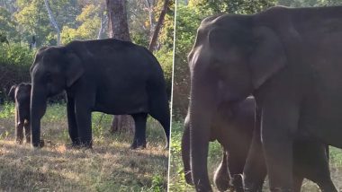 Mother Elephant Teaches Her Baby How to Clean Fodder Playfully Through Its Trunk, IAS Officer Shares Adorable Video
