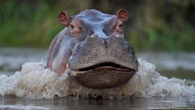 Pablo Escobar's Hippo Population 'growing Exponentially'