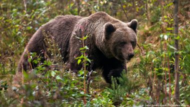 Italy: Bear That Killed Runner Spared Death for Now