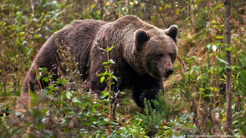 Italy: Bear That Killed Runner Spared Death for Now - Vimarsana News