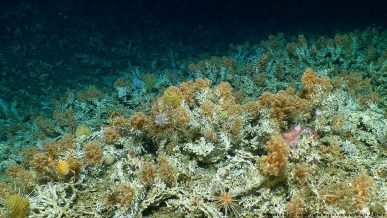 Credit Suisse Buys Ecuador Bonds for Galapagos Conservation