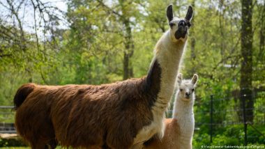 Germany: Young Escaped Llama Killed by Train