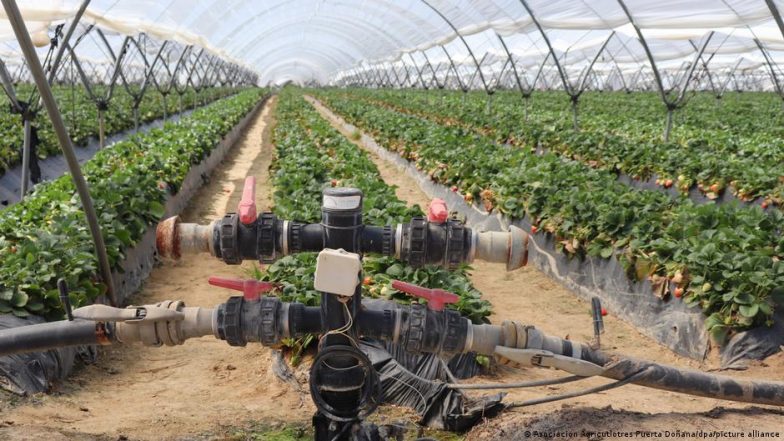 German Strawberry Boycott Petition Sparks Anger in Spain
