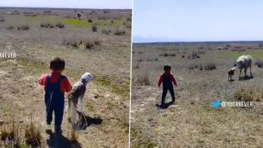 Kid Helps Lost Lamb Find Its Mother, Viral Video Will Make You Go Awww!