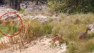 Tiger vs Deer Video: Tiger Camouflages Itself in Woods to Catch a Deer, Here's How the Prey Miraculously Escapes