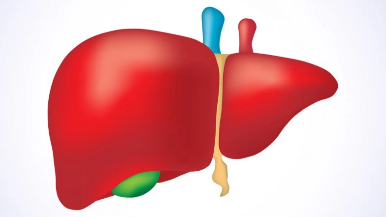 The Liver Connection: Researchers Find Out How Liver Cells Control Biological Clock