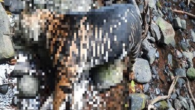 India News | Rare Black Tiger Found Dead in Odisha's Similipal Reserve
