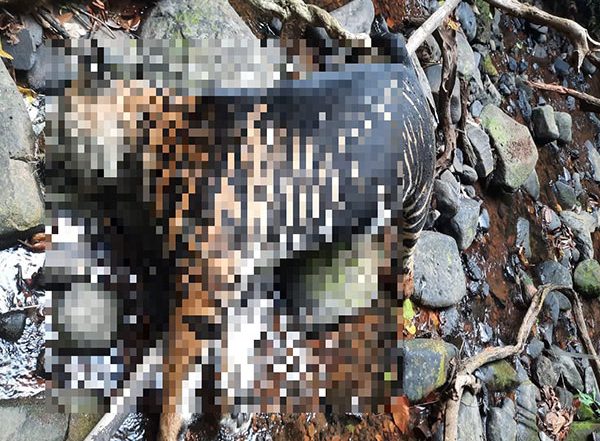India News | Rare Black Tiger Found Dead in Odisha's Similipal Reserve