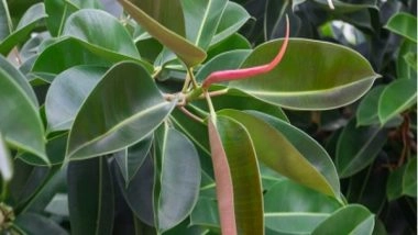 Business News | Second Rubber Park of Kerala to Come Up in Kollam District