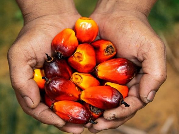 Business News | Govt Continuously Making Efforts to Raise Area Production of Palm Oil: Tripura Horticulture Official - Vimarsana News