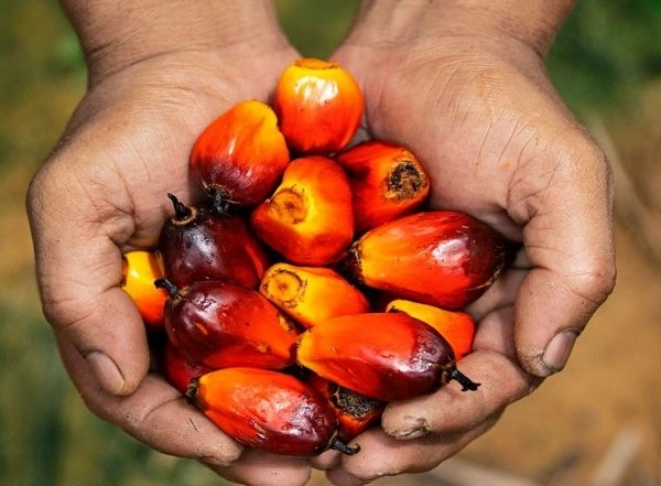 Business News | Govt Continuously Making Efforts to Raise Area Production of Palm Oil: Tripura Horticulture Official