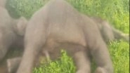 India News | Four Elephants Die in Andhra's Srikakulam; Electrocution Suspected