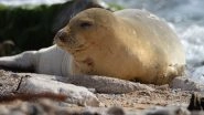 World News | Endangered Seal Spotted on Israeli Beach for First Time