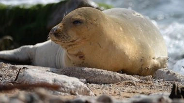 World News | Endangered Seal Spotted on Israeli Beach for First Time