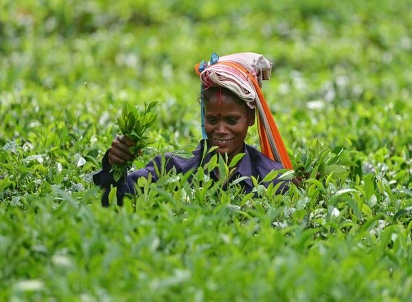 India News | Assam Tea Worth over Rs 3,300 Crore Sold at Guwahati Tea Auction Centre in FY 2022-23