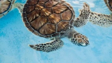 Science News | Nature Favours Creatures in All Sizes: Study