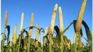 Science News | Crops Evolved by Swapping Genetic Modules Between Cells: Study