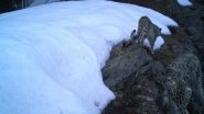 India News | J-K: Camera Trap Confirms Presence of Snow Leopard at Kishtwar National Park