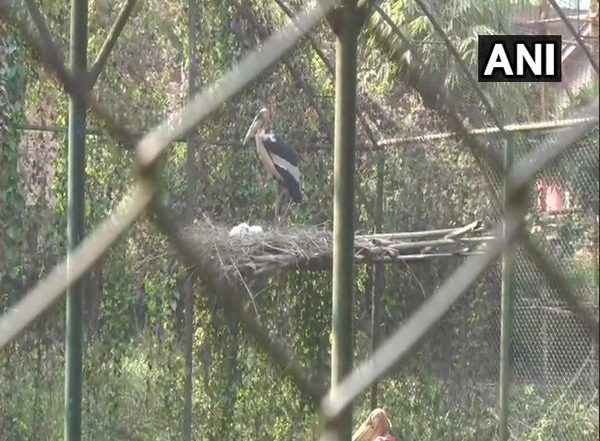 India News | Endangered Hargila Rescued, Set Free by Aaranyak Team