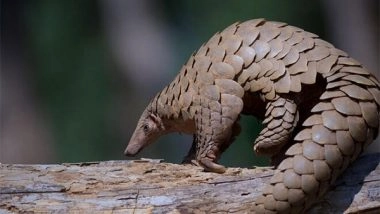 India News | STF Recovers 2 Pangolins in Odisha's Sonepur, Two Arrested