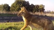 World News | Proximity to Humans Could Lead to Jackal Domestication, Israeli Study Finds