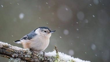 Science News | Study Finds Climate Change Likely to Expose Species Across Globe to Dangerous Temperatures