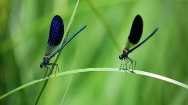Science News | Not Only Fragrance, but Humidity Also Attracts Pollinators to Plants: Study