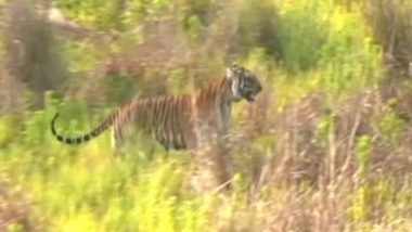 India News | Release of Tigress in Rajaji Park a Milestone to Bring Balance in Ecology, Economy: U'khand CM Dhami