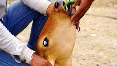 Business News | West Bengal: Govt in Action After Lumpy Skin Disease Reported in Livestock in Several Districts