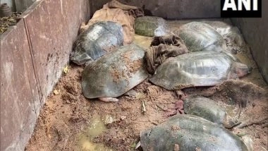India News | Police Rescue 13 Turtles from UP's Etawah, Arrest 3 Poachers
