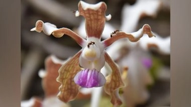 India News | On International Day for Biological Diversity, Uttarakhand Forest Dept Releases Report on Conservation of 2035 Plant Species