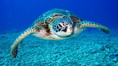 World News | Sharjah Aquarium Releases 8 Endangered Turtles Back to Their Natural Habitat in Celebration of World Turtle Day