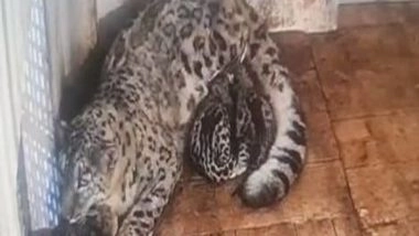 India News | Darjeeling Zoo Welcomes 5 Newborn Snow Leopard Cubs